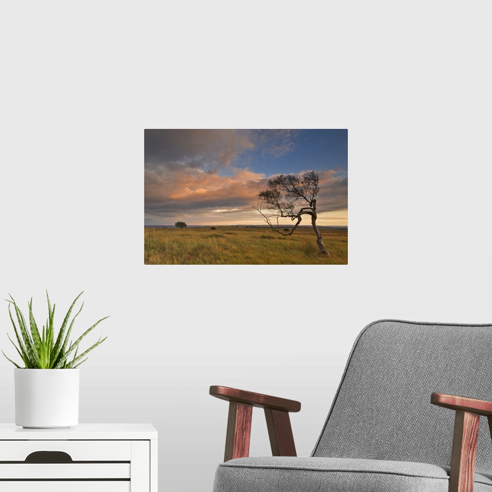 A modern room featuring Twisted tree at dusk, Peak District National Park, Derbyshire, England