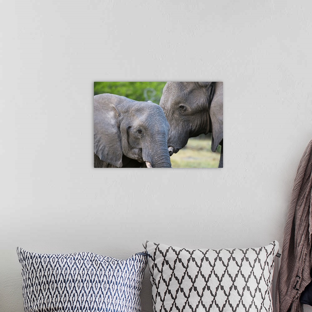 A bohemian room featuring Two African elephants (Loxodonta africana) female and a sub-adult, Khwai Concession, Okavango Del...