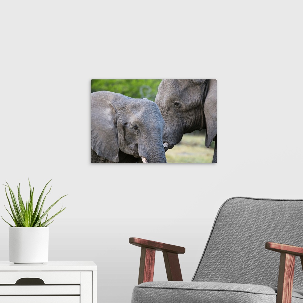 A modern room featuring Two African elephants (Loxodonta africana) female and a sub-adult, Khwai Concession, Okavango Del...