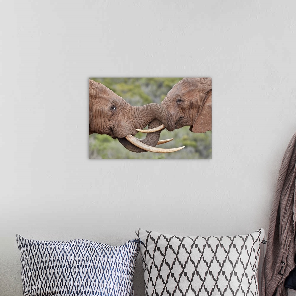 A bohemian room featuring Two African Elephant (Loxodonta africana) greeting each other, Addo Elephant National Park, South...