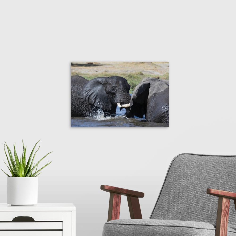 A modern room featuring Two African elephants (Loxodonta africana) sparring in the river Khwai, Khwai Concession, Okavang...