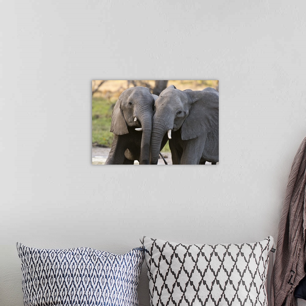 A bohemian room featuring Two African elephants (Loxodonta africana) sparring, Khwai Concession, Okavango Delta, Botswana, ...