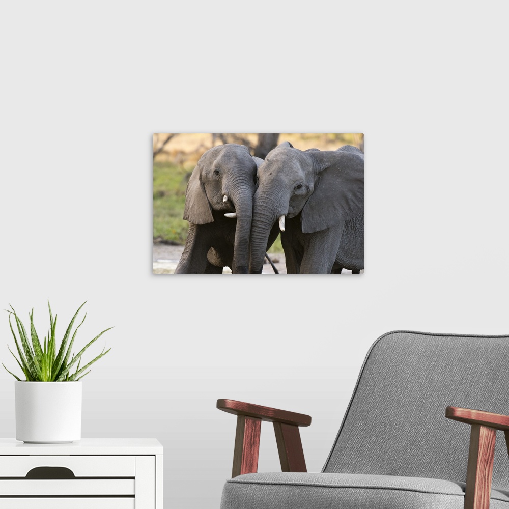 A modern room featuring Two African elephants (Loxodonta africana) sparring, Khwai Concession, Okavango Delta, Botswana, ...
