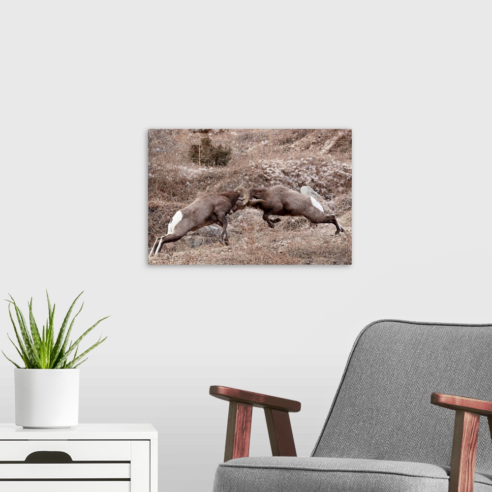 A modern room featuring Two bighorn sheep rams head butting, Clear Creek County, Colorado