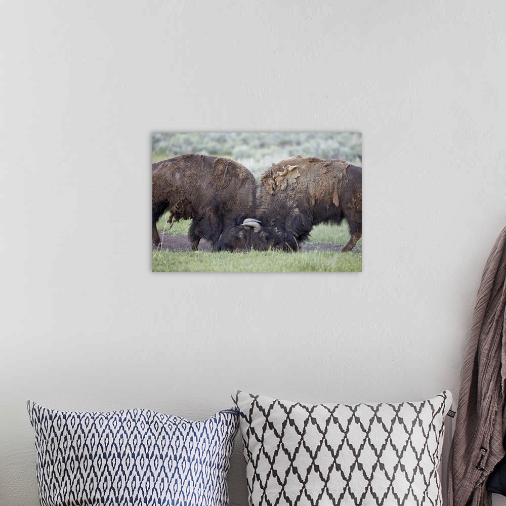 A bohemian room featuring Two Bison (Bison bison) bulls sparring, Yellowstone National Park, Wyoming, United States of Amer...