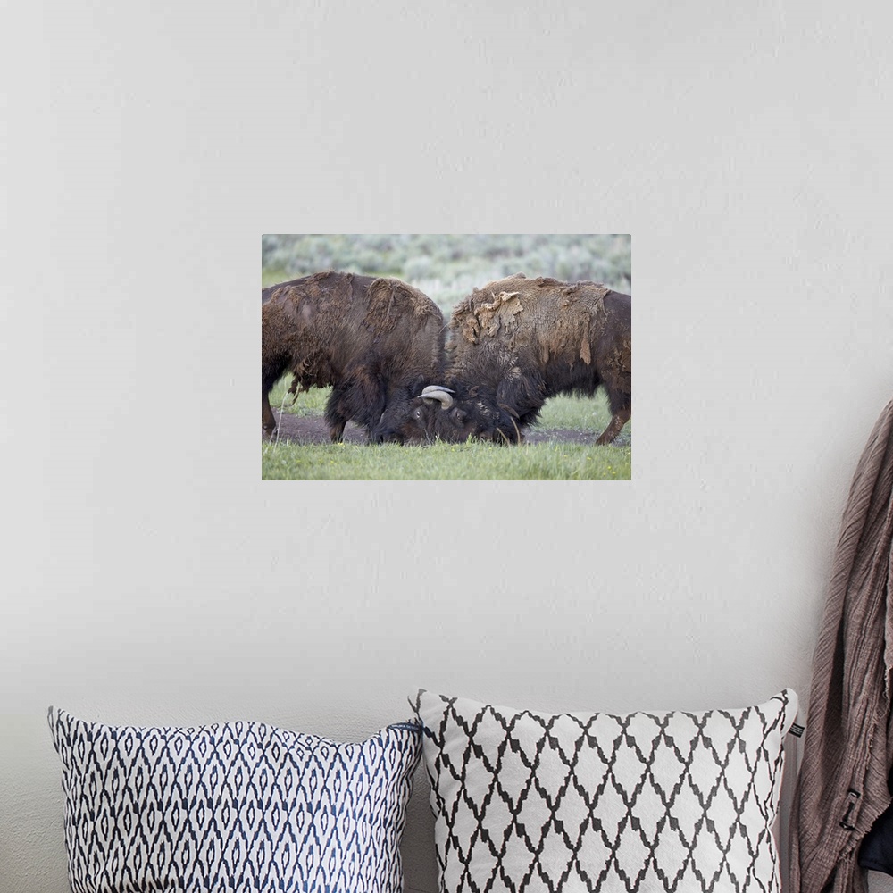 A bohemian room featuring Two Bison (Bison bison) bulls sparring, Yellowstone National Park, Wyoming, United States of Amer...
