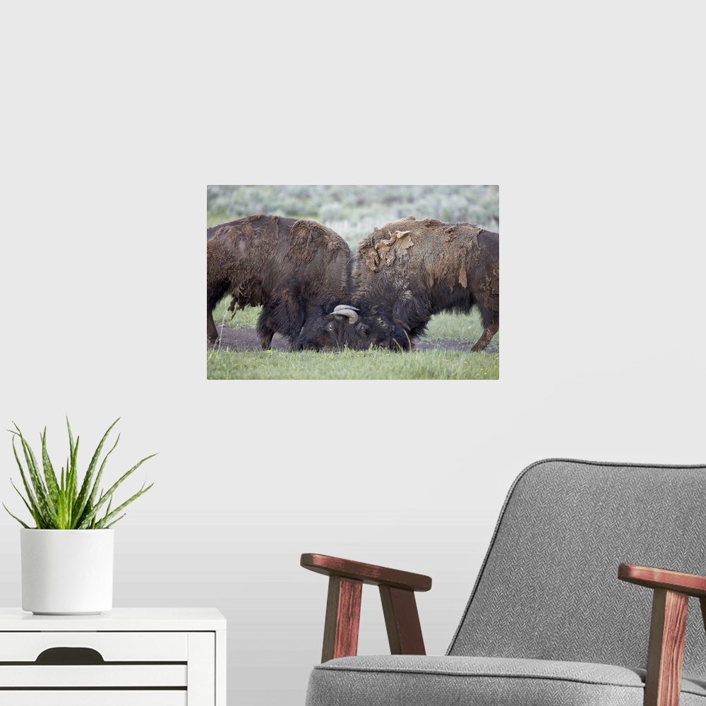 A modern room featuring Two Bison (Bison bison) bulls sparring, Yellowstone National Park, Wyoming, United States of Amer...