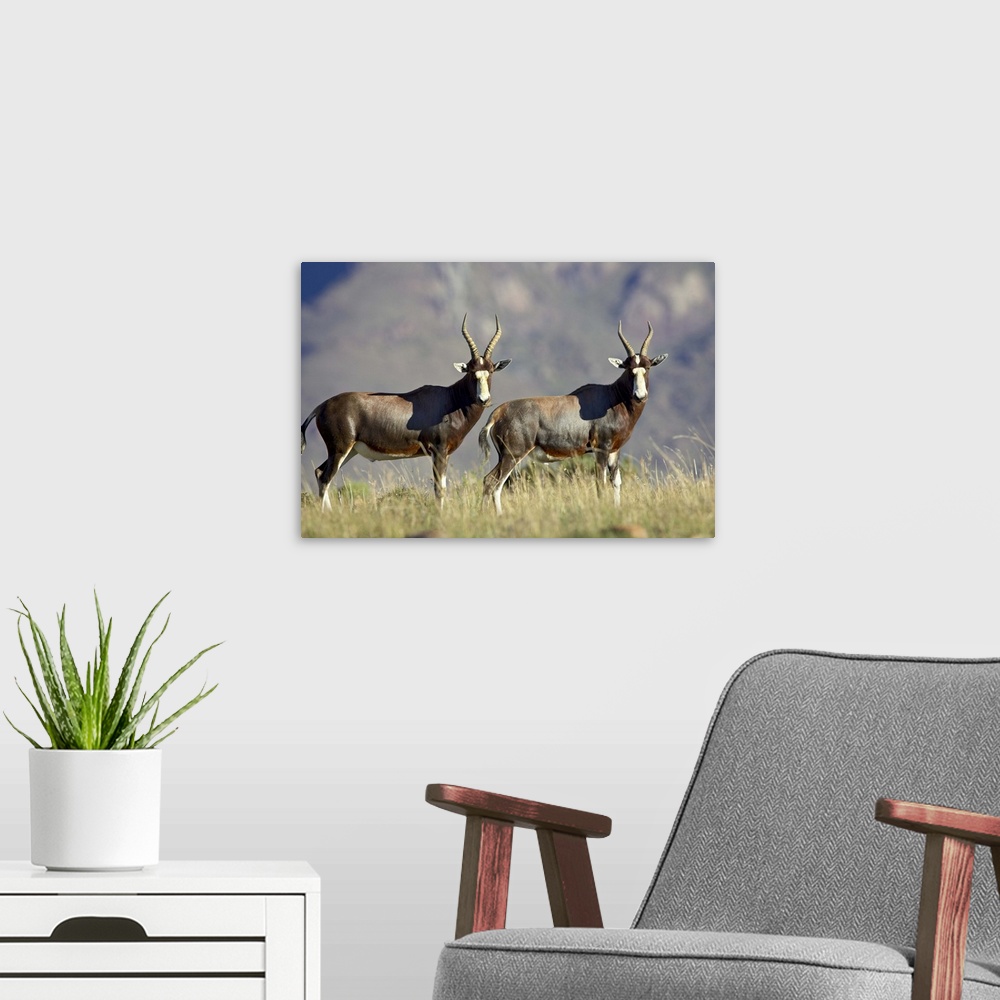 A modern room featuring Two blesbok (Damaliscus pygargus phillipsi), Mountain Zebra National Park