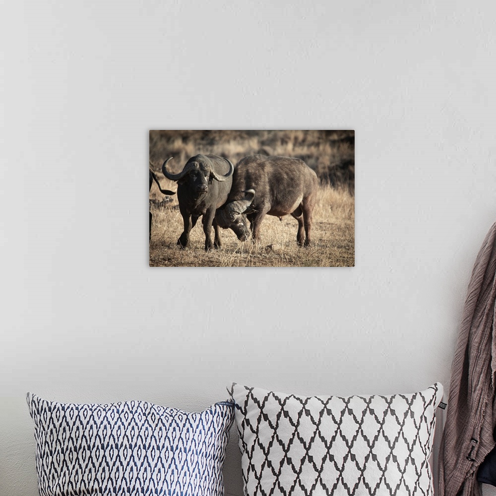 A bohemian room featuring Two buffalos in Kruger Park, South Africa, Africa