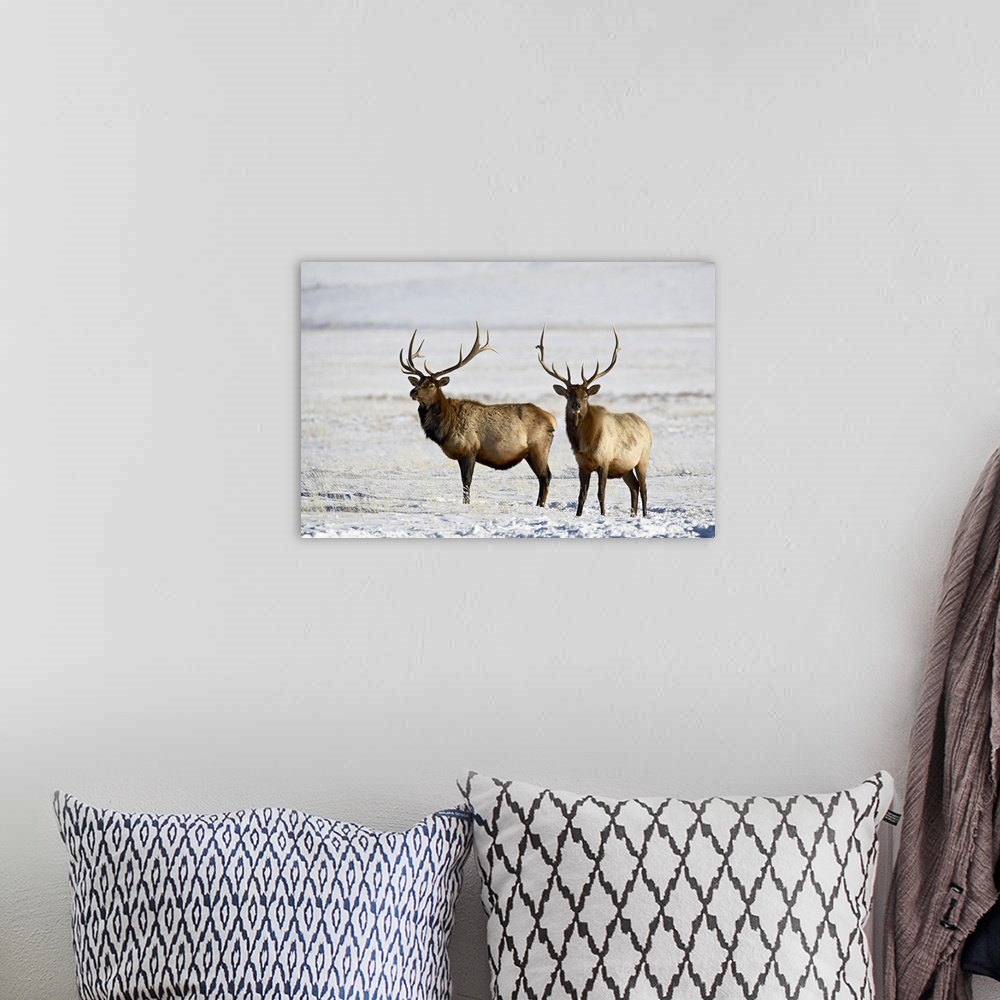 A bohemian room featuring Two bull elk in the snow, National Elk Refuge, Jackson, Wyoming