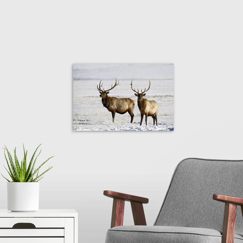A modern room featuring Two bull elk in the snow, National Elk Refuge, Jackson, Wyoming