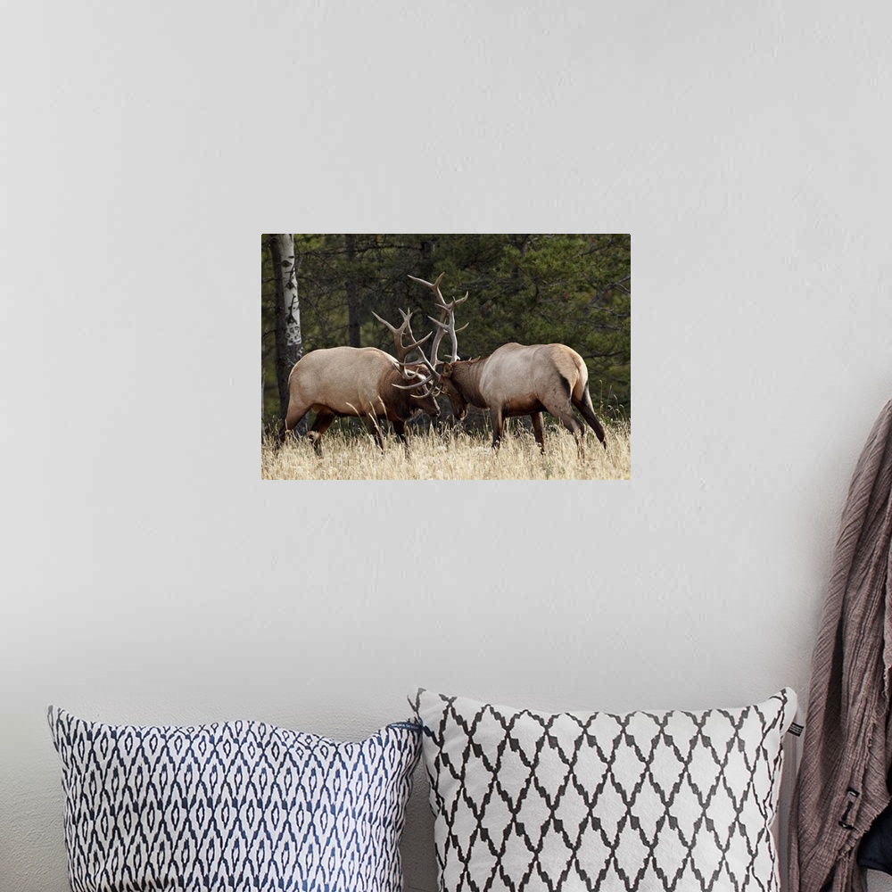 A bohemian room featuring Two bull elk sparring during the rut, Jasper National Park, Alberta, Canada