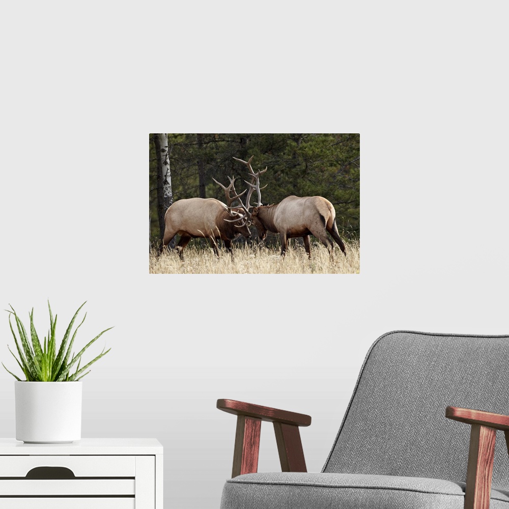 A modern room featuring Two bull elk sparring during the rut, Jasper National Park, Alberta, Canada