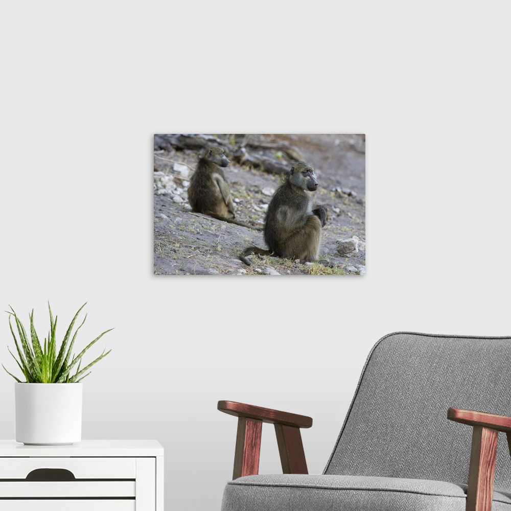 A modern room featuring Two chacma baboons (Papio ursinus), Chobe National Park, Botswana, Africa