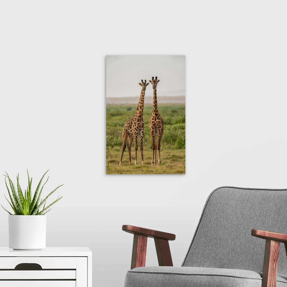 A modern room featuring Two Giraffes (Giraffa), Amboseli National Park, Kenya, East Africa, Africa