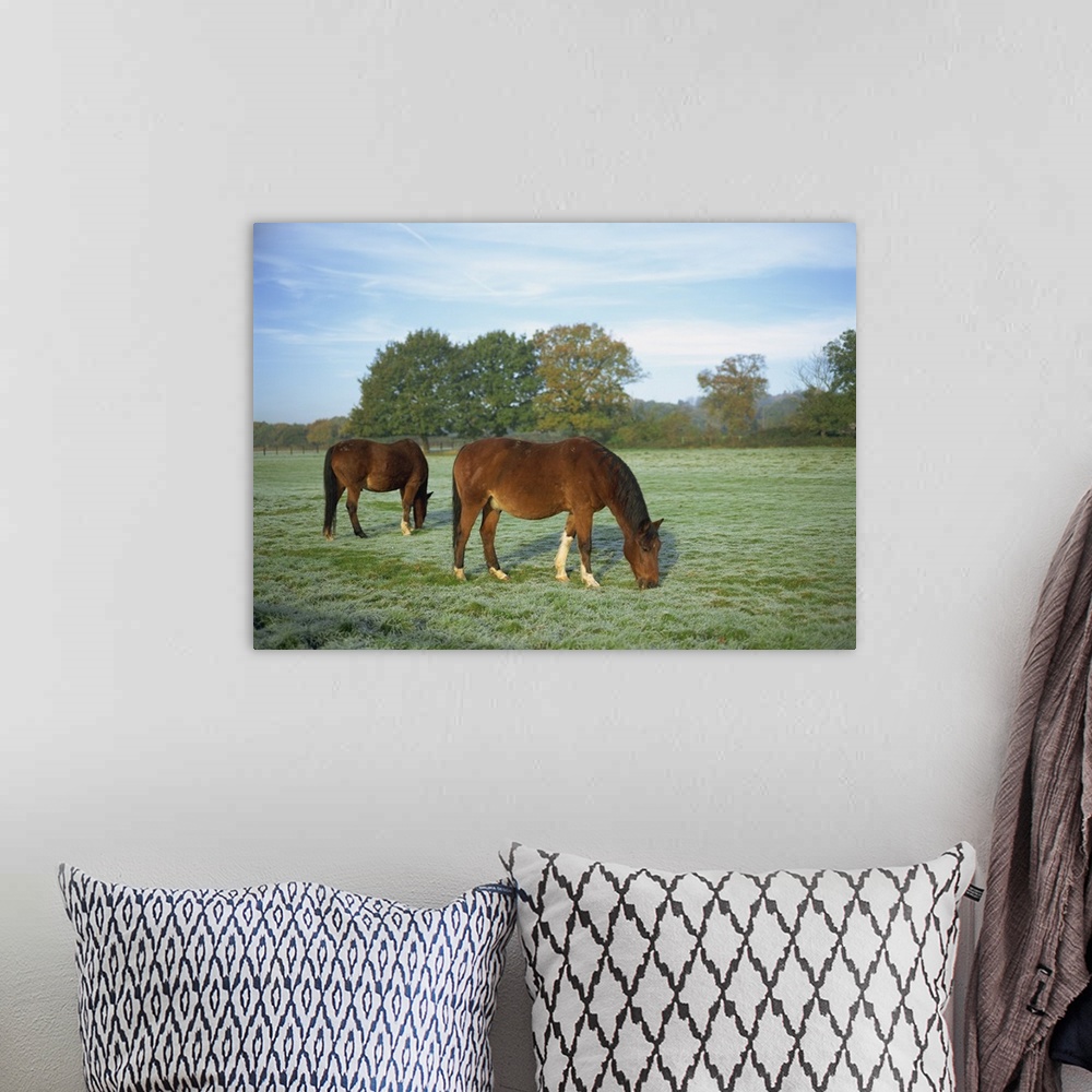 A bohemian room featuring Two horses in a frosty field early morning in autumn, Berkshire, England, UK