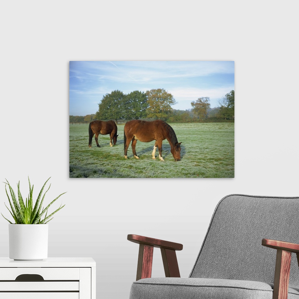 A modern room featuring Two horses in a frosty field early morning in autumn, Berkshire, England, UK
