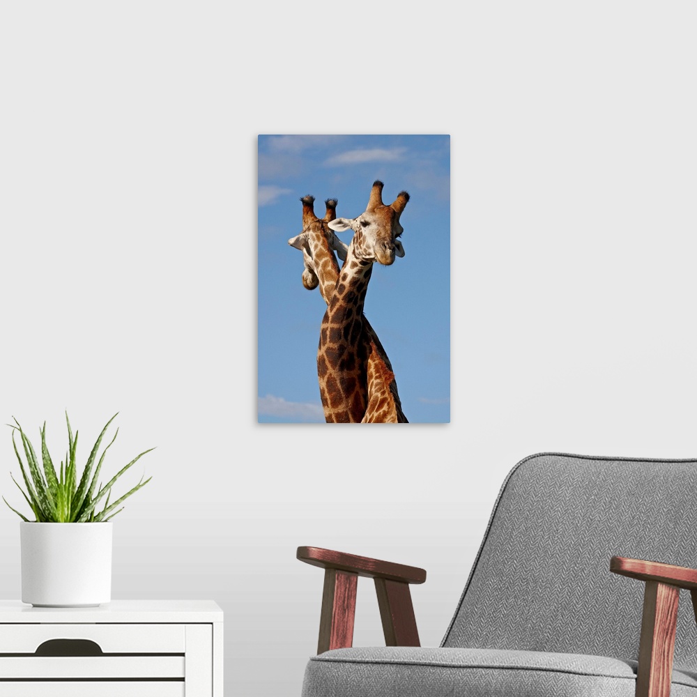 A modern room featuring Two male Cape giraffe fighting, Imfolozi Game Reserve, South Africa