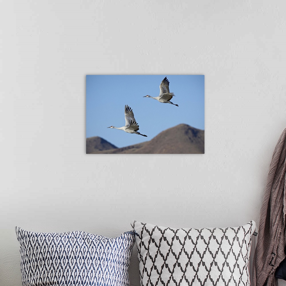 A bohemian room featuring Two sandhill crane in flight, Bosque Del Apache National Wildlife Refuge, New Mexico