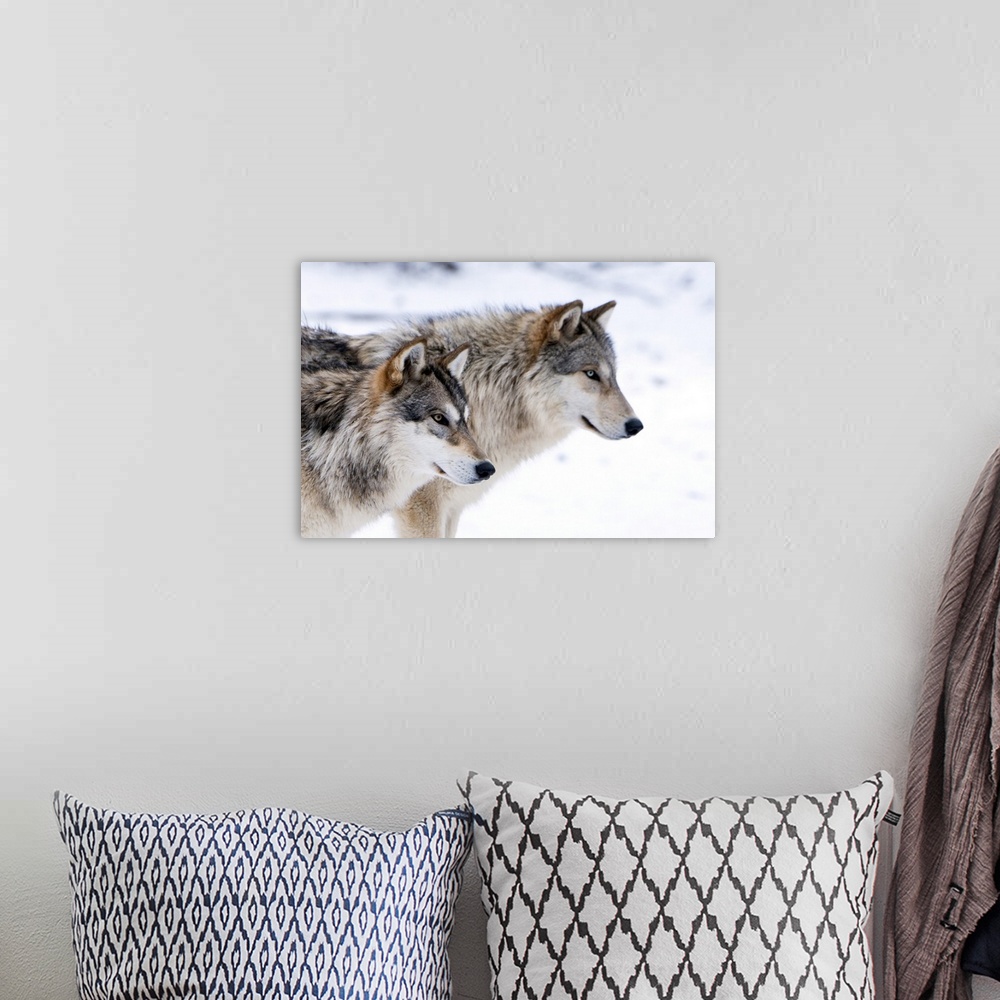 A bohemian room featuring Two sub adult North American Timber wolves (Canis lupus) in snow, Austria, Europe