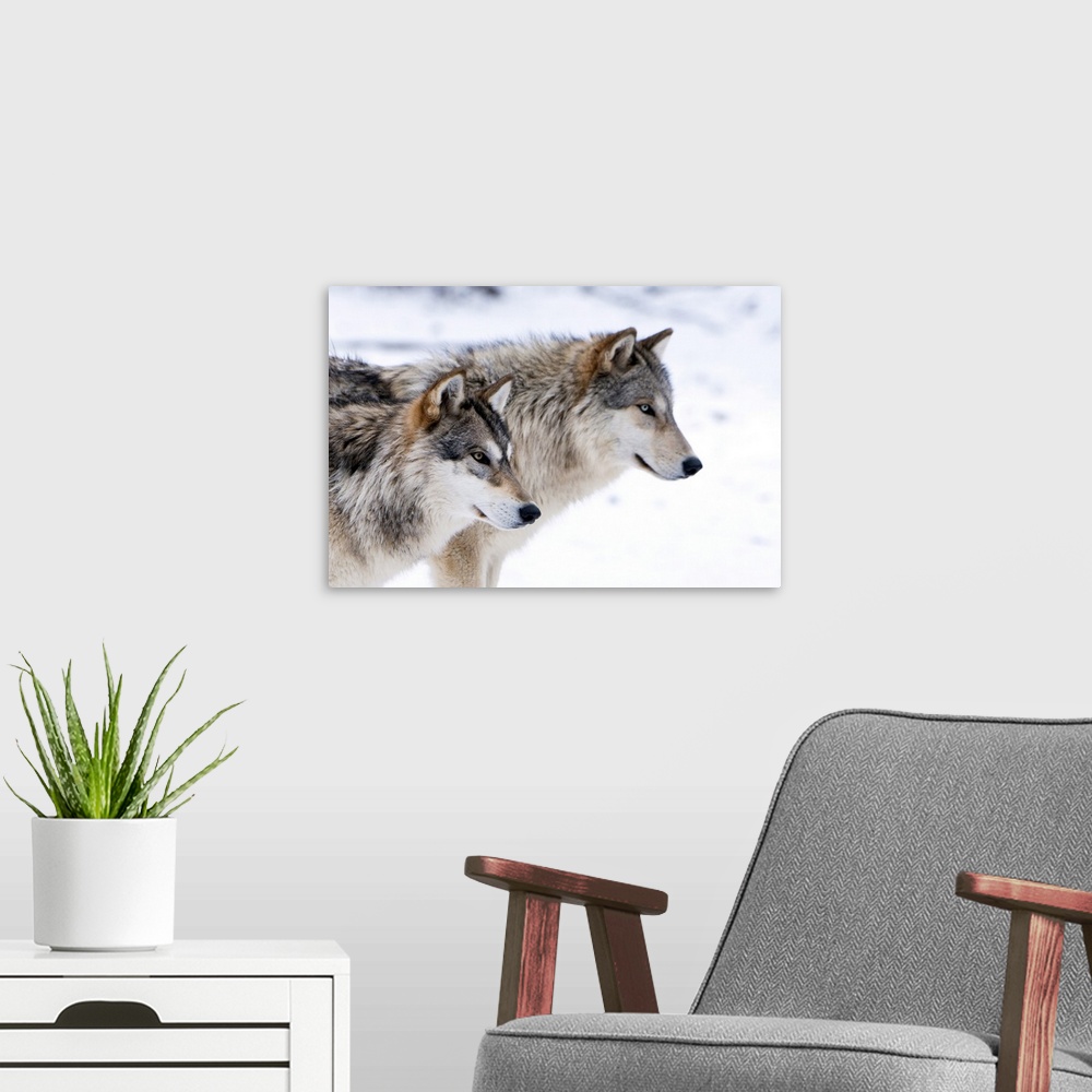 A modern room featuring Two sub adult North American Timber wolves (Canis lupus) in snow, Austria, Europe