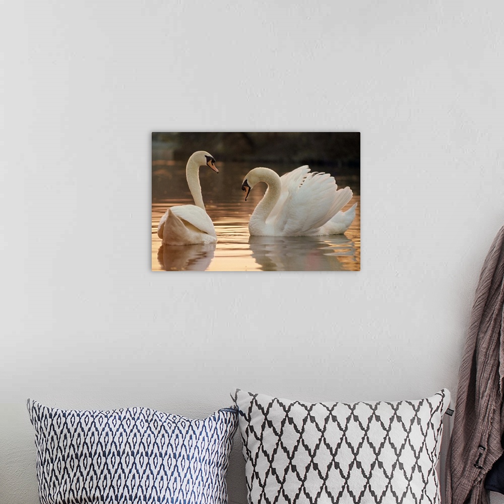 A bohemian room featuring Two swans on water
