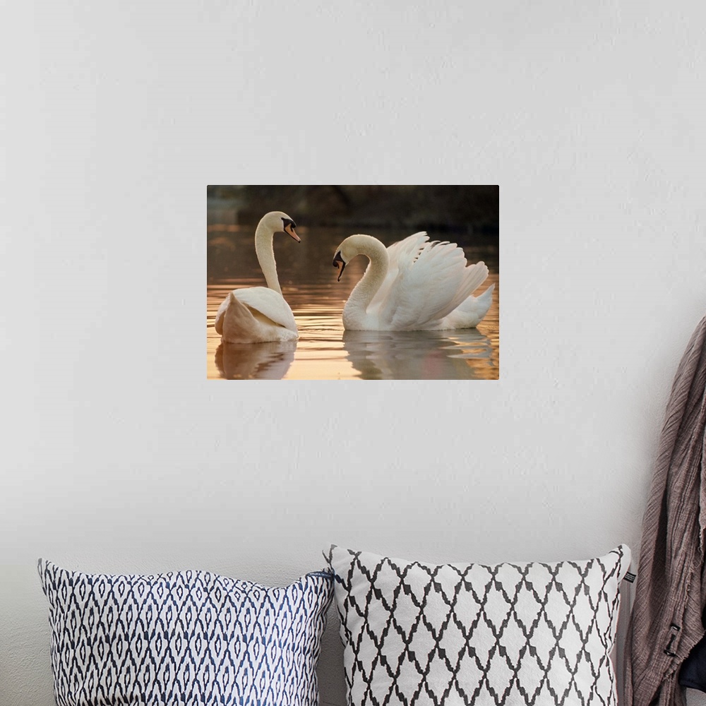 A bohemian room featuring Two swans on water