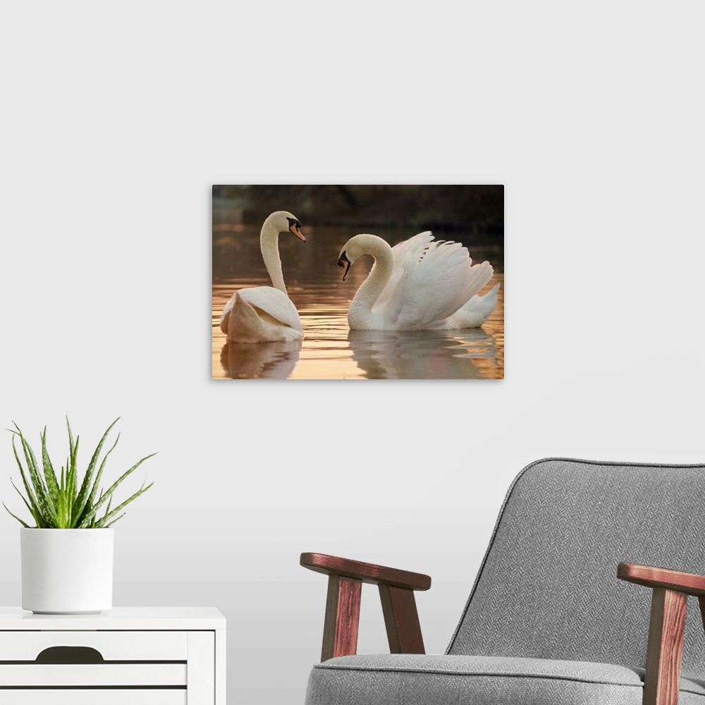 A modern room featuring Two swans on water