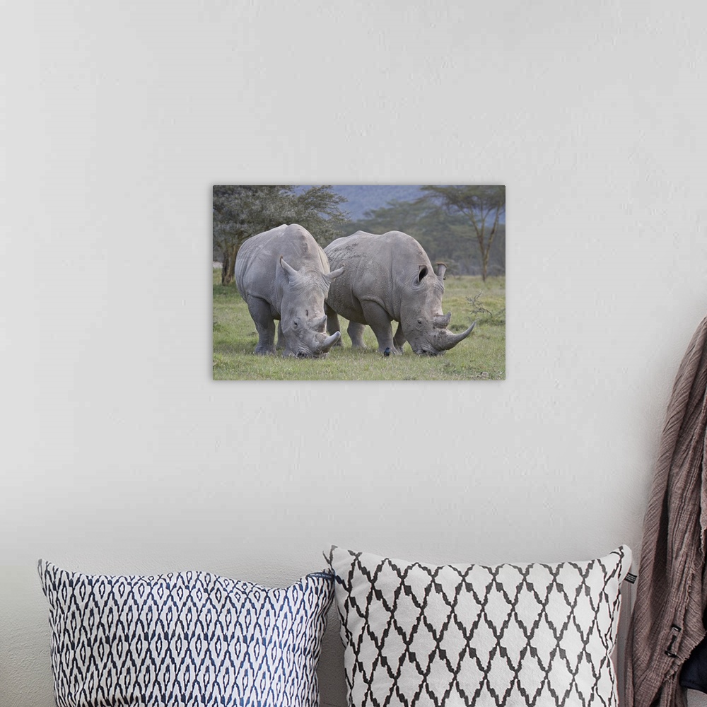 A bohemian room featuring Two white rhinoceros feeding, Lake Nakuru National Park, Kenya