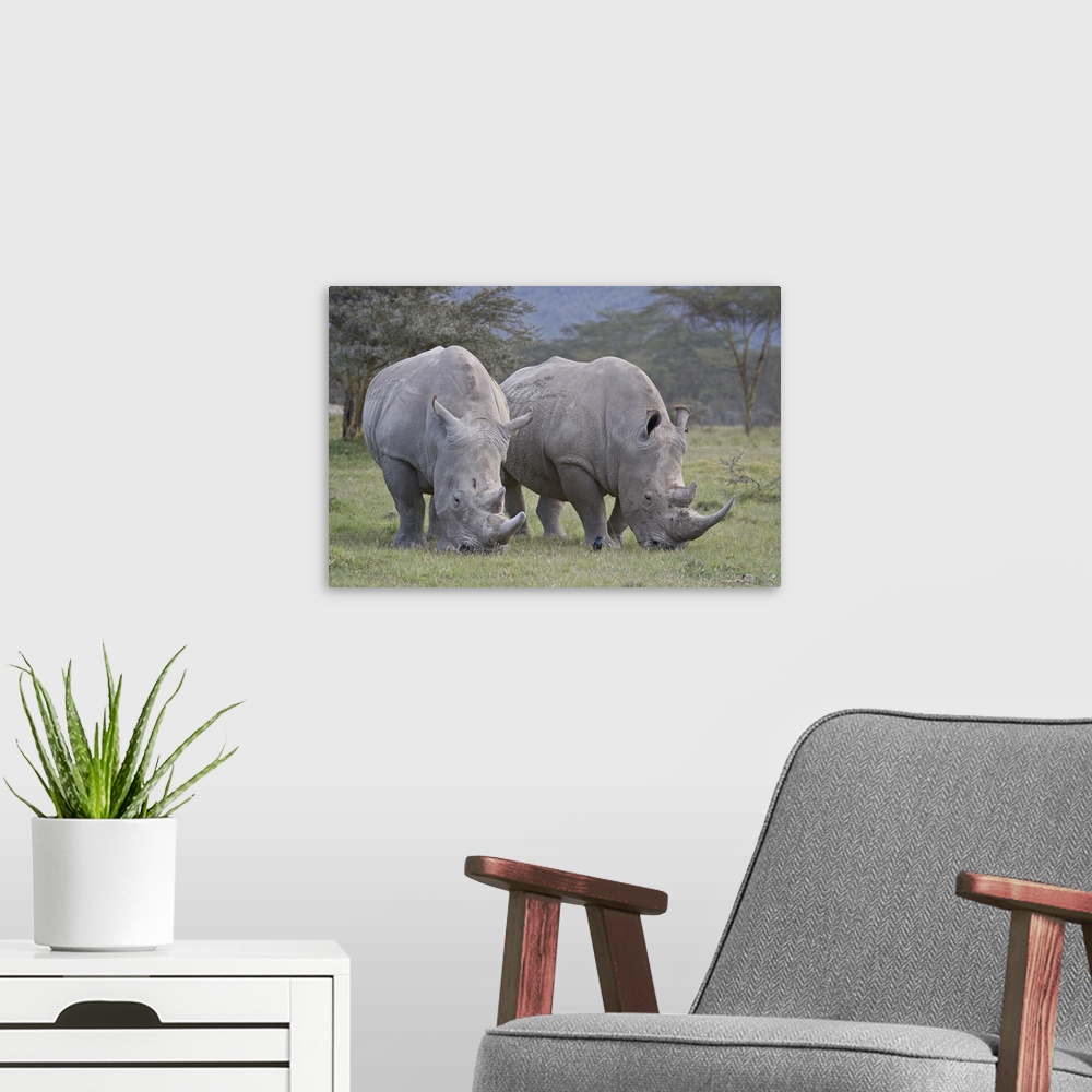 A modern room featuring Two white rhinoceros feeding, Lake Nakuru National Park, Kenya