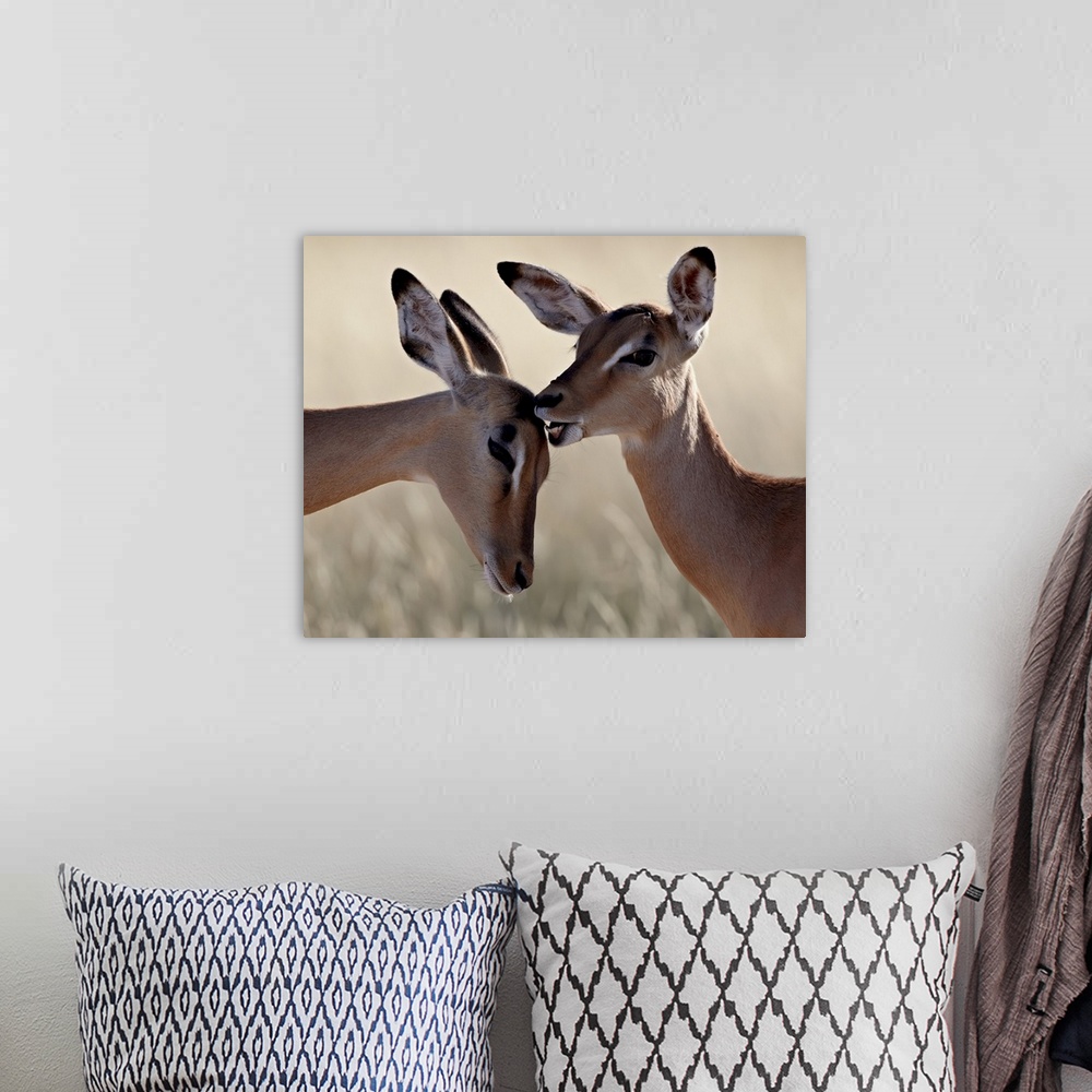A bohemian room featuring Two young impala (Aepyceros melampus) grooming, Kruger National Park, South Africa, Africa