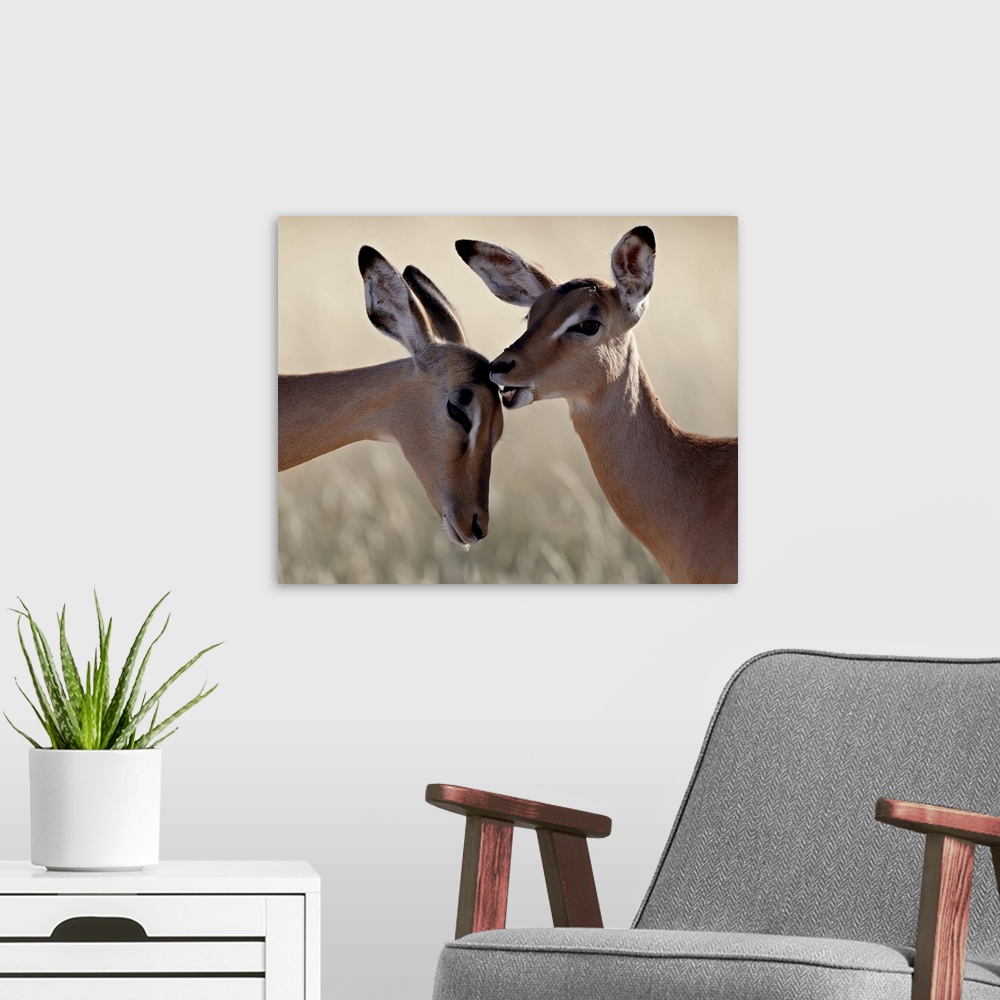 A modern room featuring Two young impala (Aepyceros melampus) grooming, Kruger National Park, South Africa, Africa