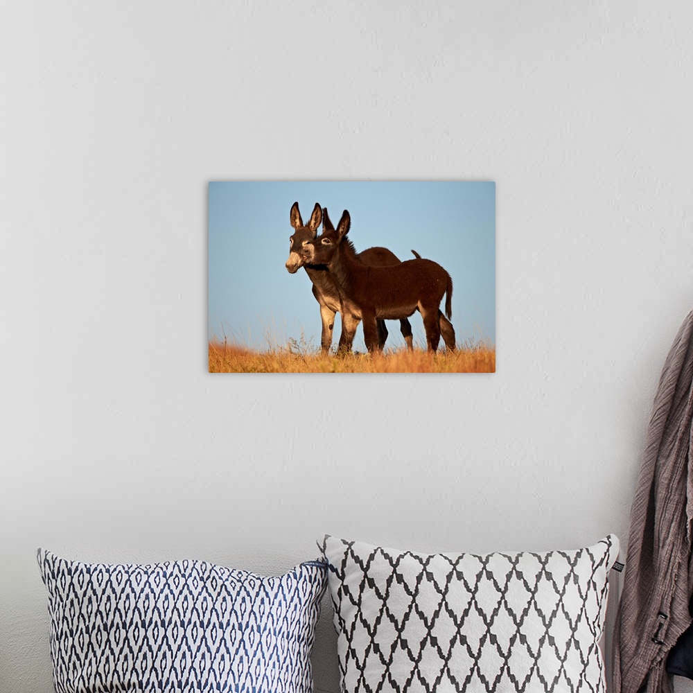 A bohemian room featuring Two young wild burro playing, Custer State Park, South Dakota, USA