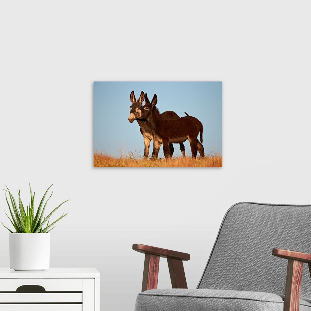 A modern room featuring Two young wild burro playing, Custer State Park, South Dakota, USA