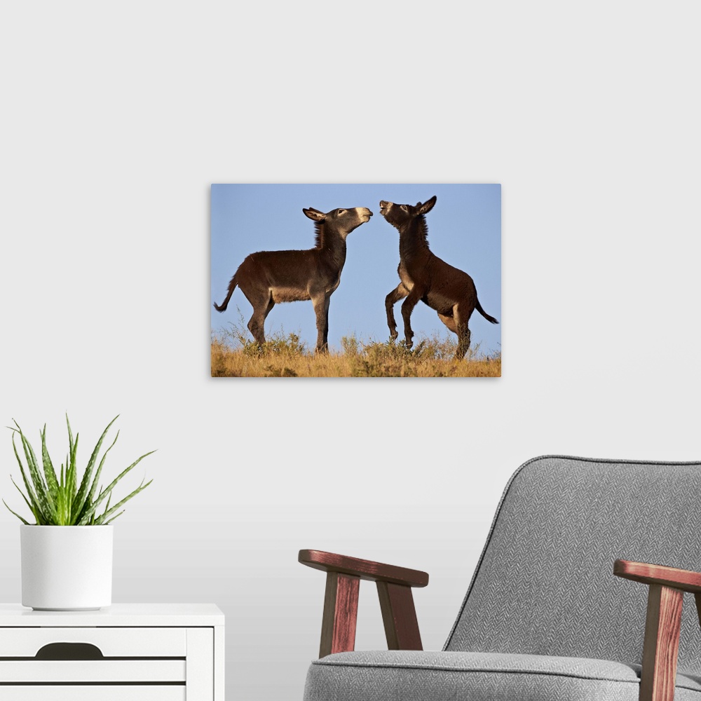 A modern room featuring Two young wild burro playing, Custer State Park, South Dakota, USA