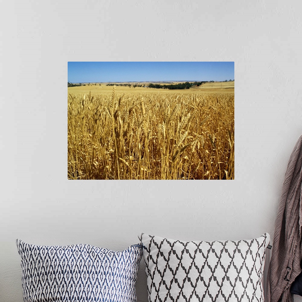 A bohemian room featuring Vast fields of ripening wheat, near Northam, West Australia, Australia