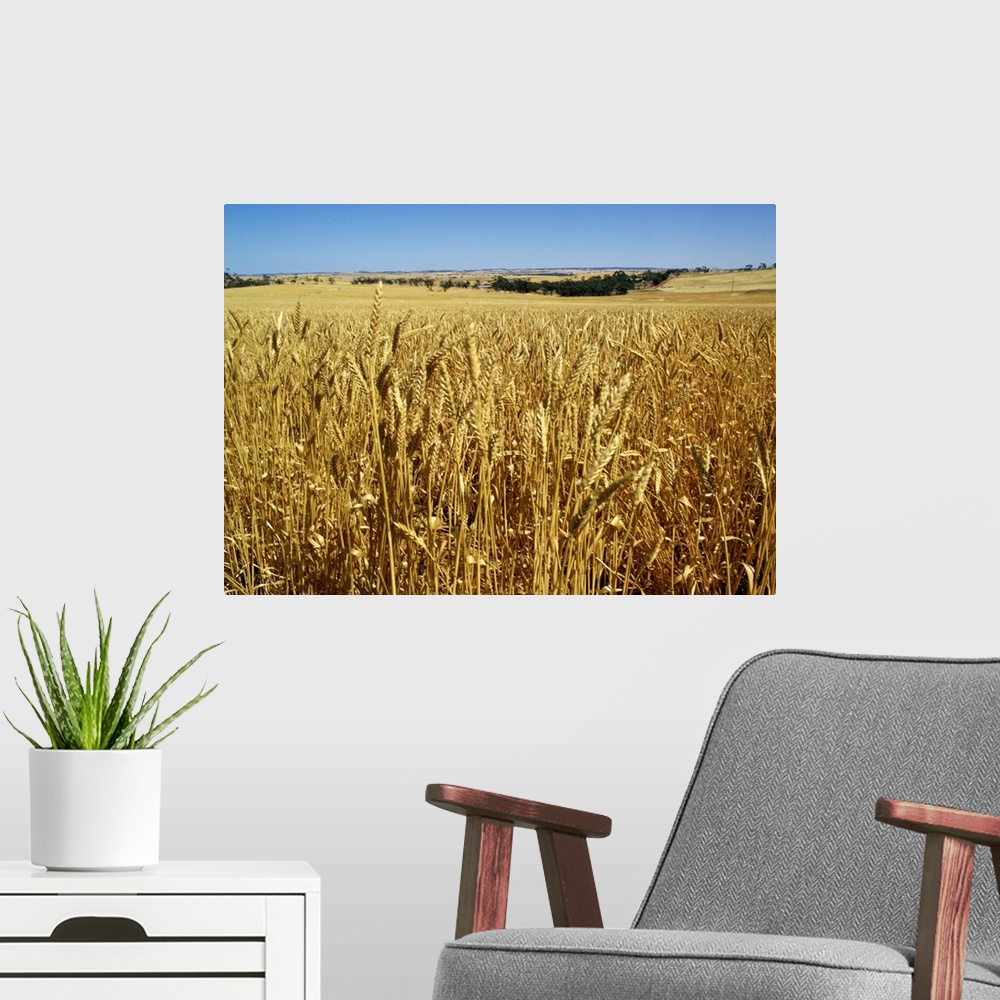A modern room featuring Vast fields of ripening wheat, near Northam, West Australia, Australia