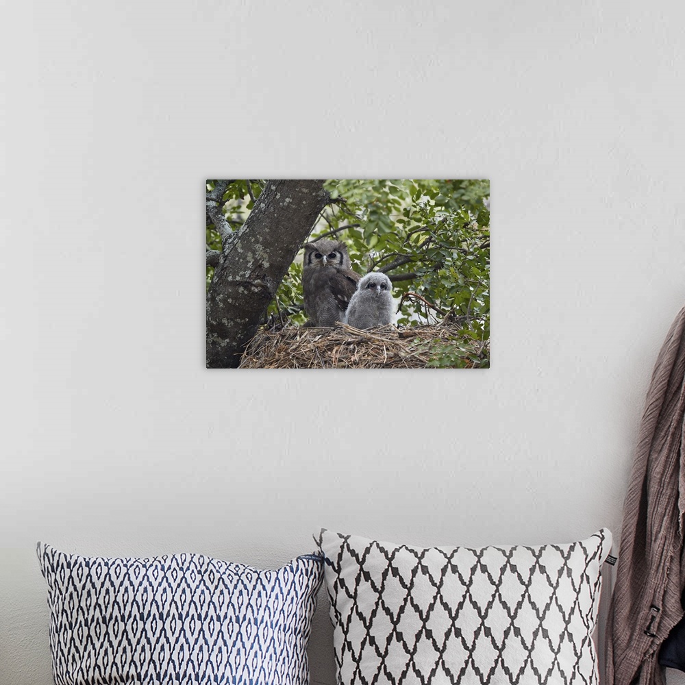 A bohemian room featuring Verreaux's eagle owl adult and chick on their nest, Kruger National Park