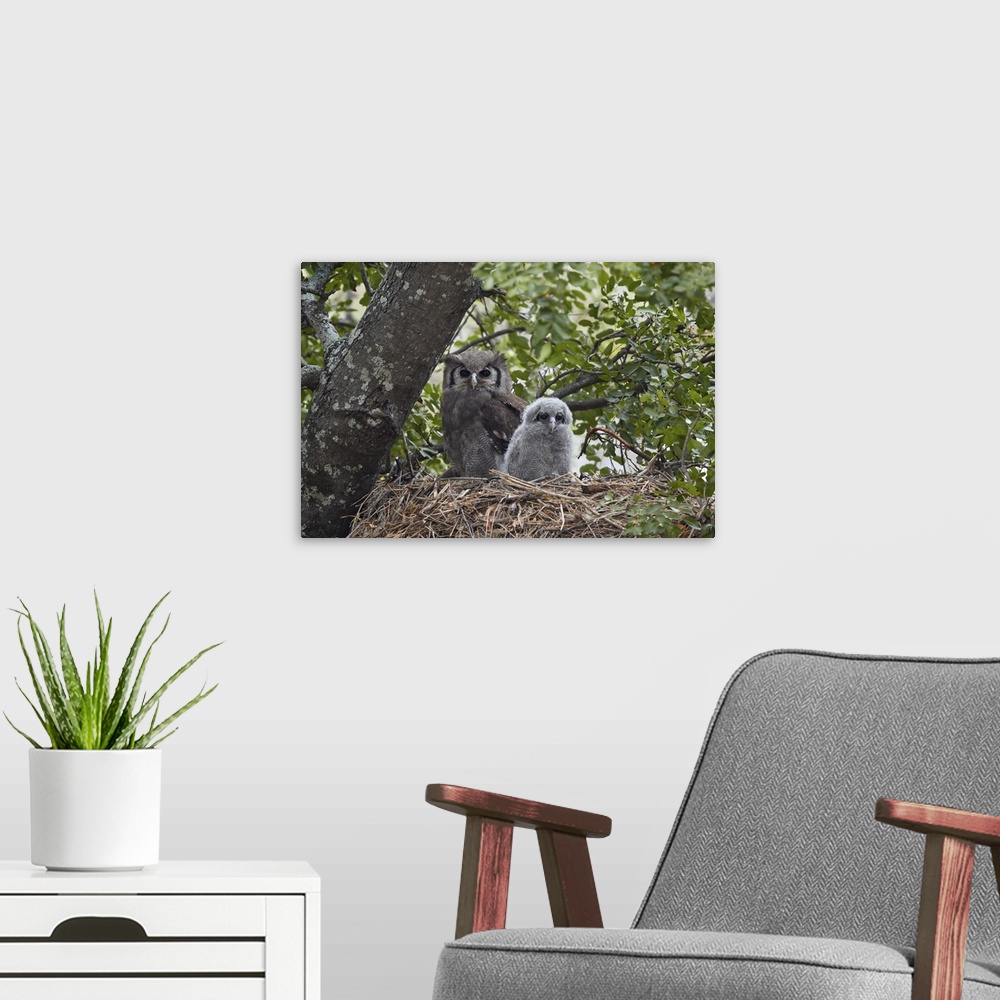 A modern room featuring Verreaux's eagle owl adult and chick on their nest, Kruger National Park