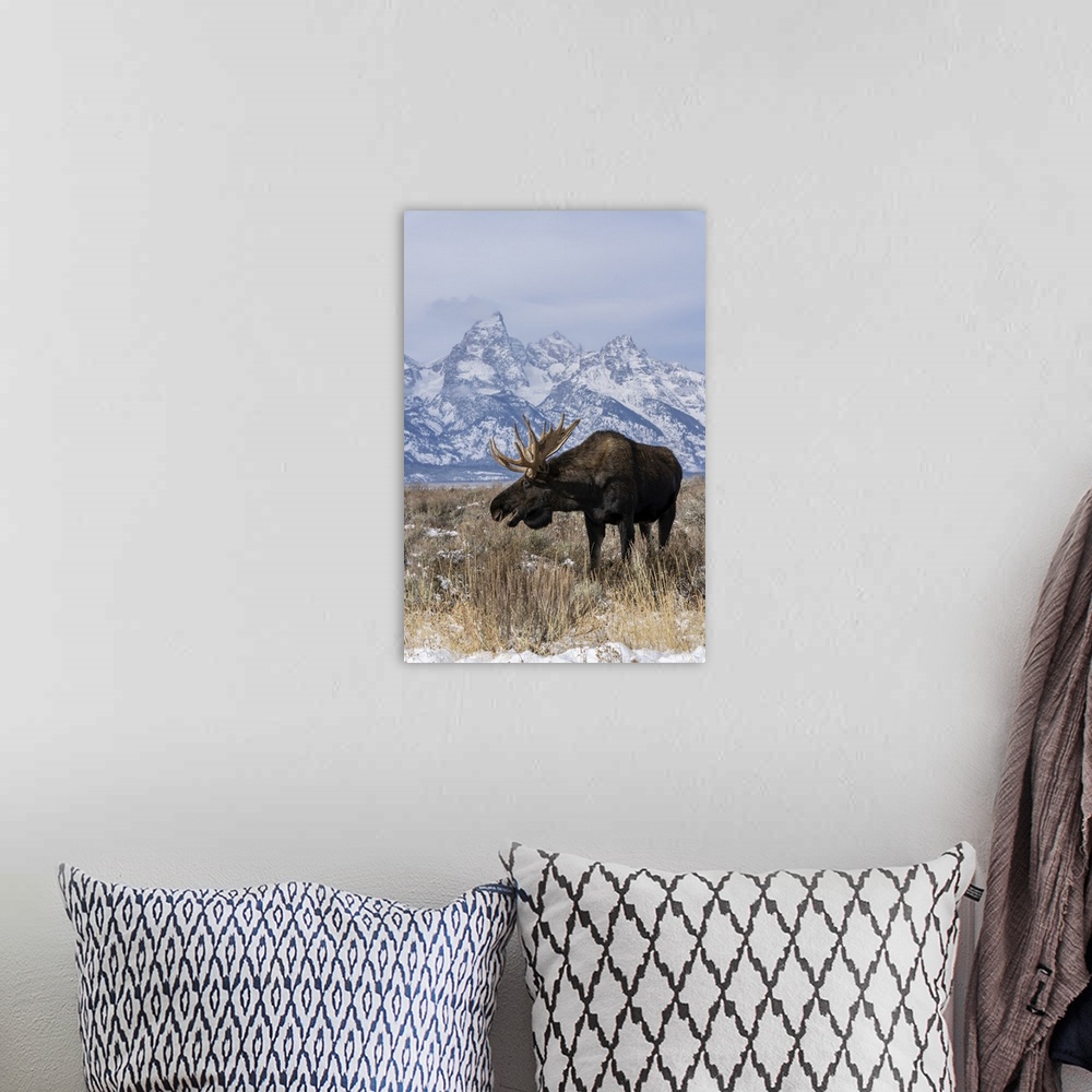 A bohemian room featuring Vertical of bull moose (Alces alces), in front Grand Teton peak, Grand Teton National Park, Wyomi...