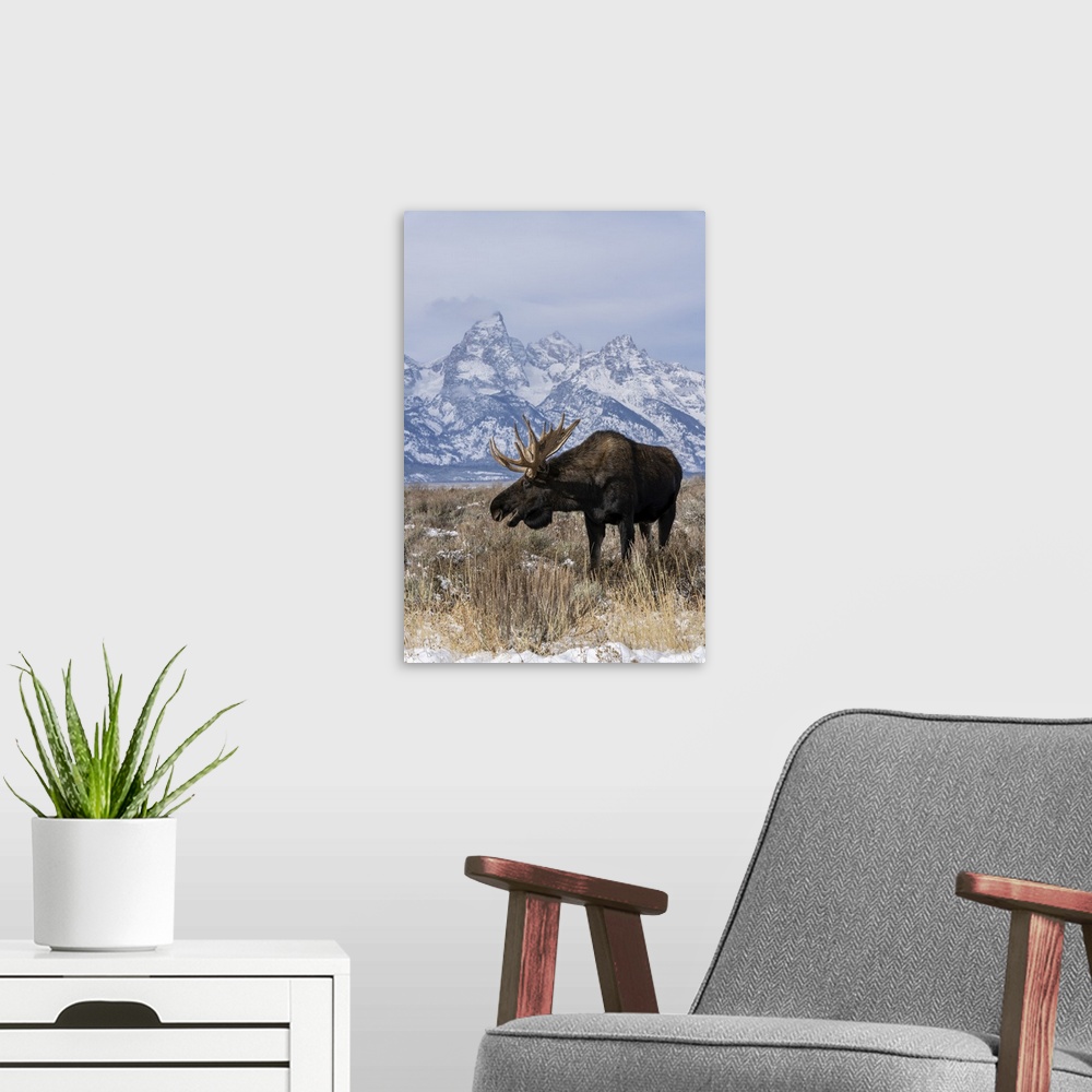 A modern room featuring Vertical of bull moose (Alces alces), in front Grand Teton peak, Grand Teton National Park, Wyomi...