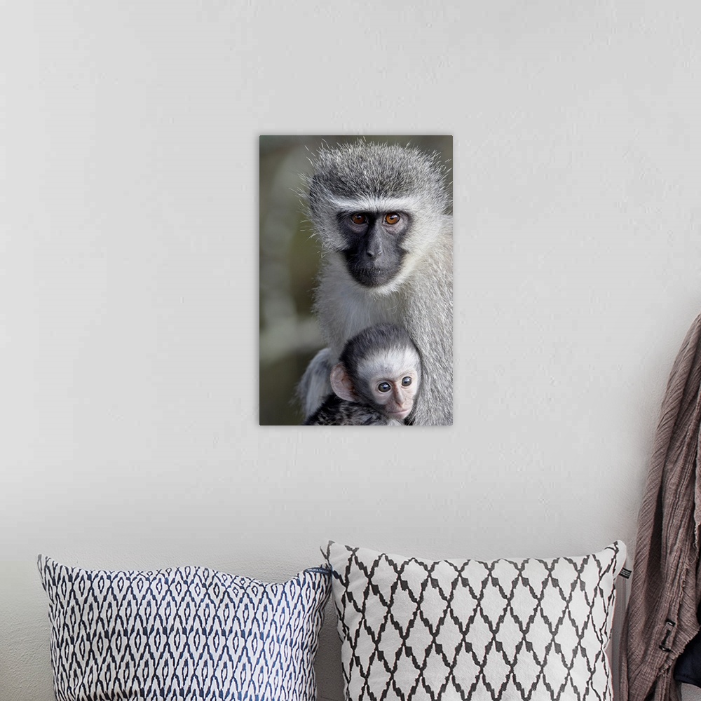 A bohemian room featuring Vervet monkey mother and infant, Mountain Zebra National Park, South Africa