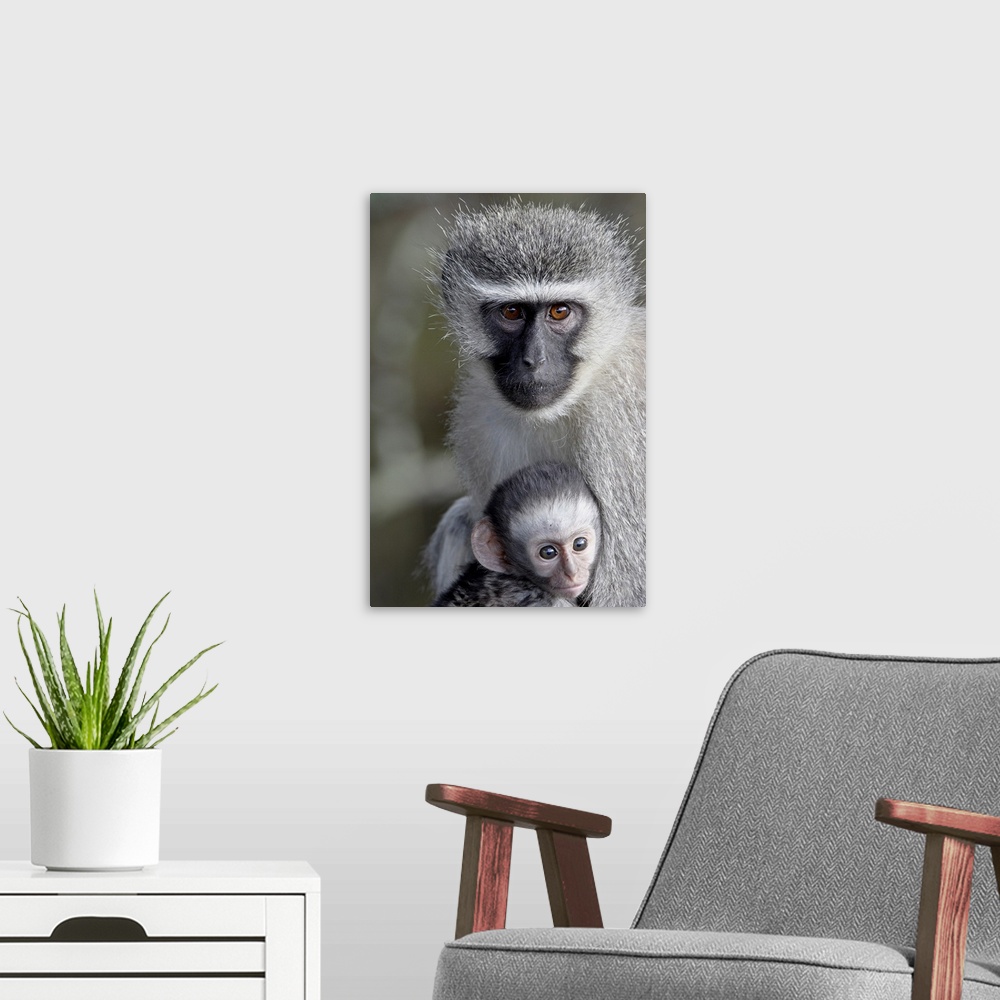 A modern room featuring Vervet monkey mother and infant, Mountain Zebra National Park, South Africa