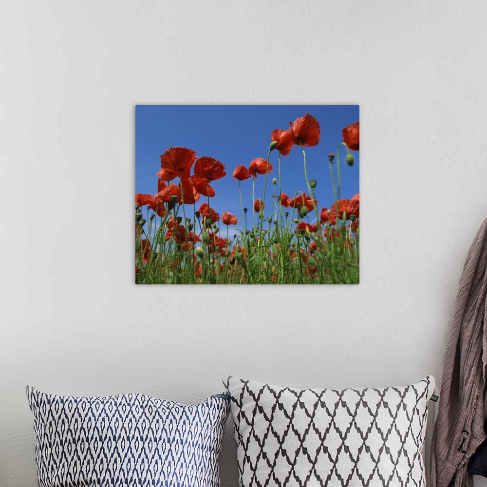 A bohemian room featuring View close-up of red poppies in flower in a field in Cambridgeshire, England