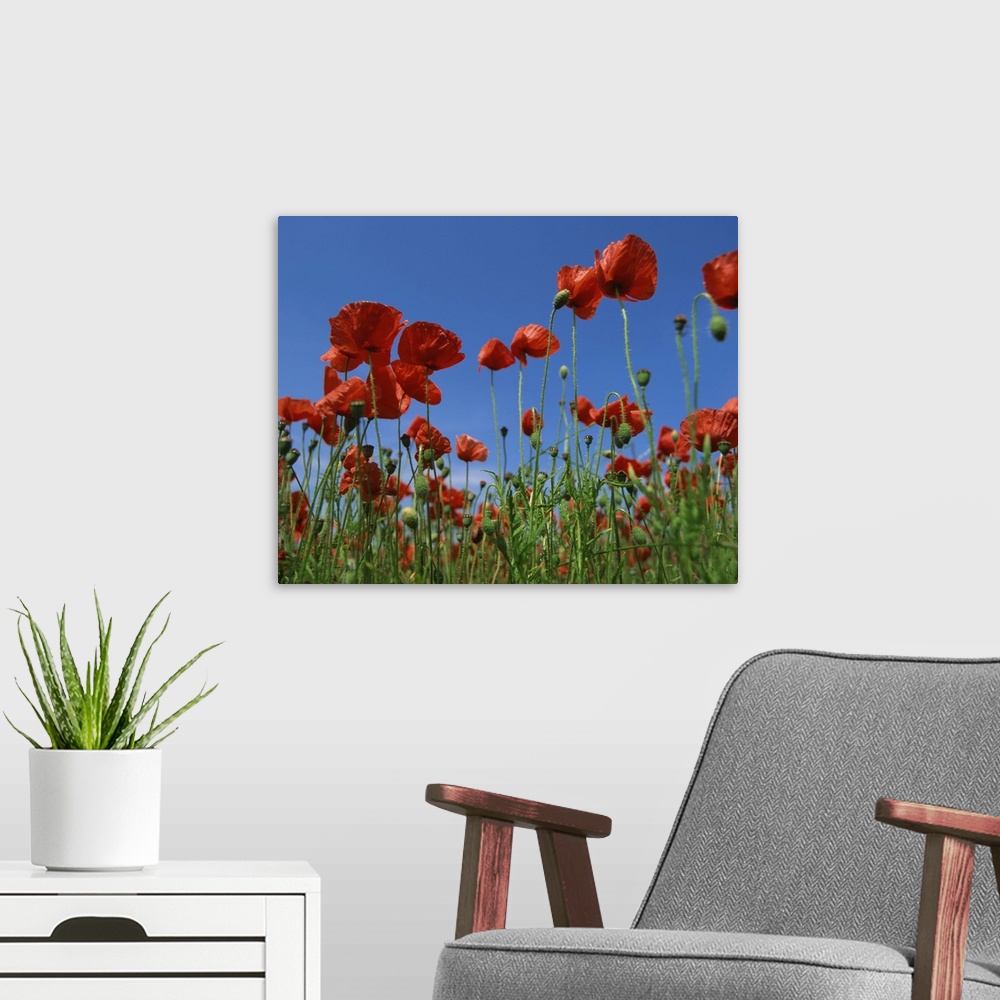 A modern room featuring View close-up of red poppies in flower in a field in Cambridgeshire, England