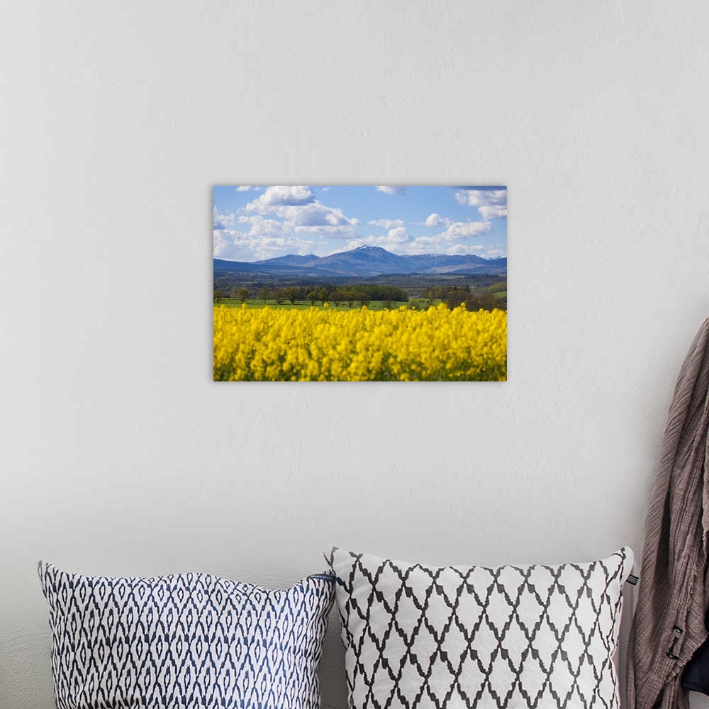 A bohemian room featuring View of Perthshire Mountains and Rape field (Brassica napus) in foreground, Scotland, United King...