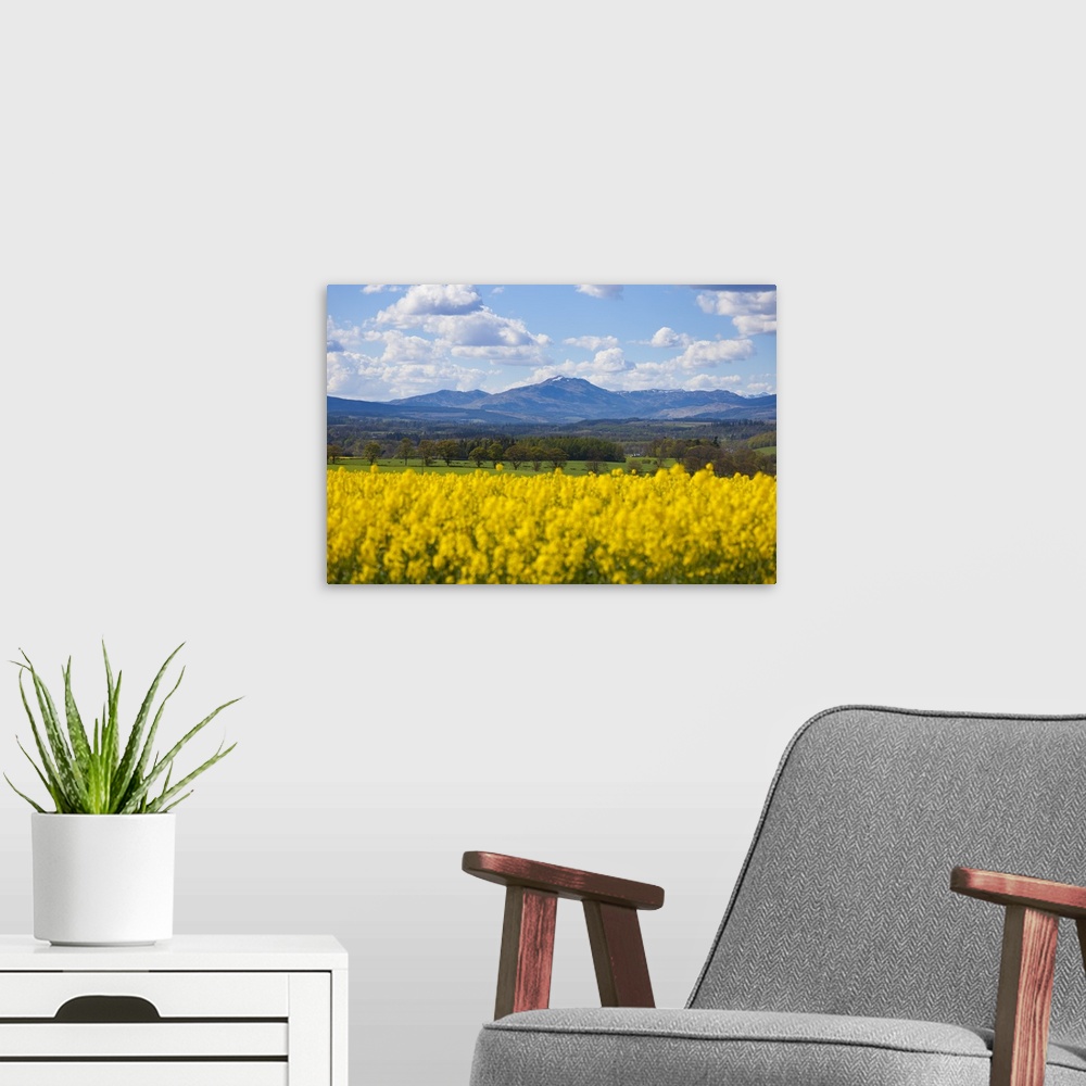 A modern room featuring View of Perthshire Mountains and Rape field (Brassica napus) in foreground, Scotland, United King...