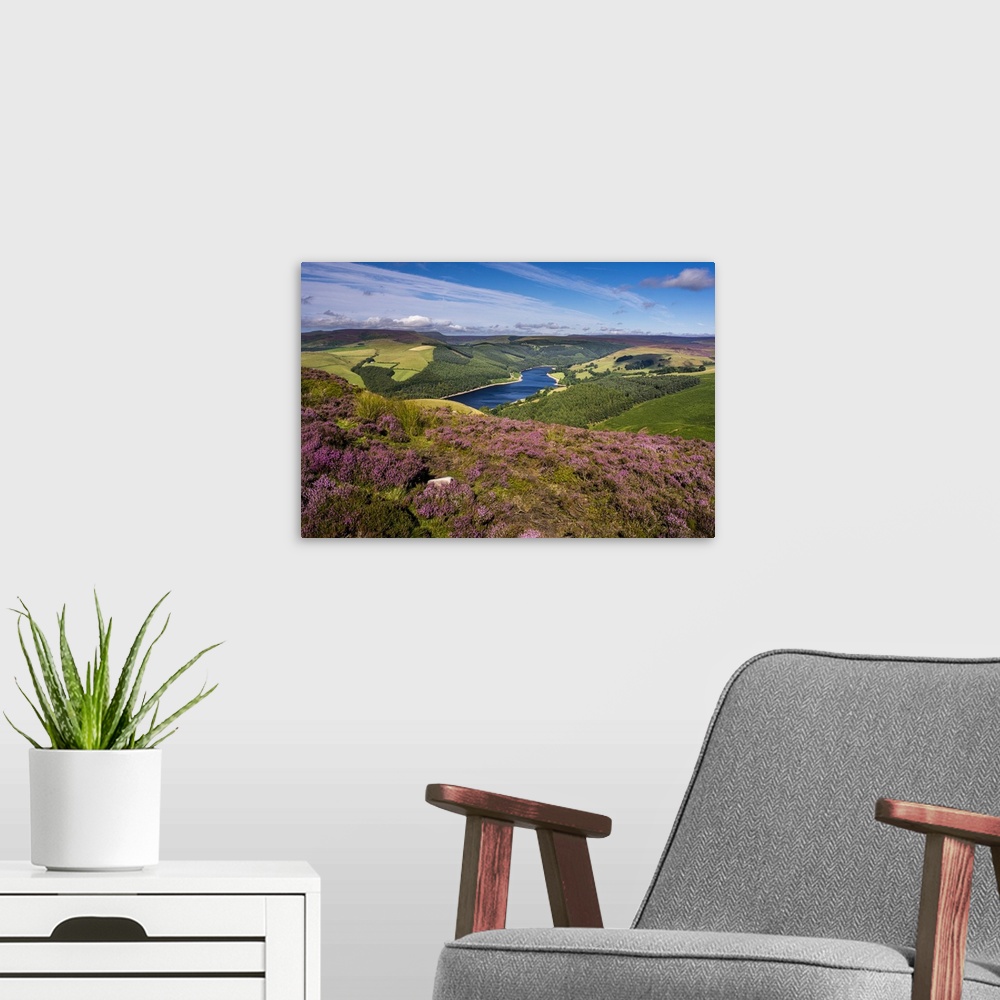 A modern room featuring View of Upper Derwent Reservoir and flowering heather in August from Derwent Edge, Peak District ...