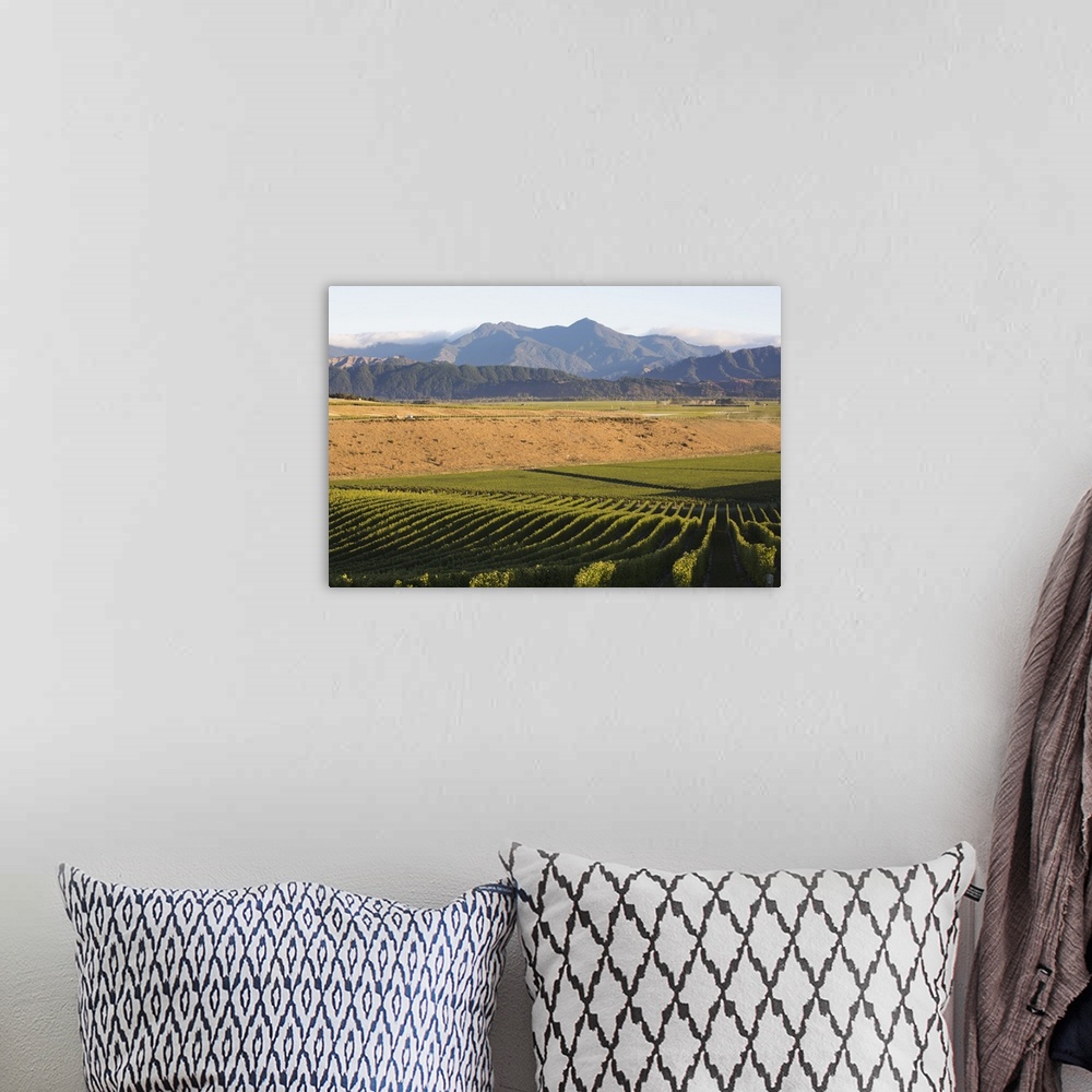 A bohemian room featuring View over typical vineyard in the Wairau Valley, early morning, Renwick, near Blenheim, Marlborou...