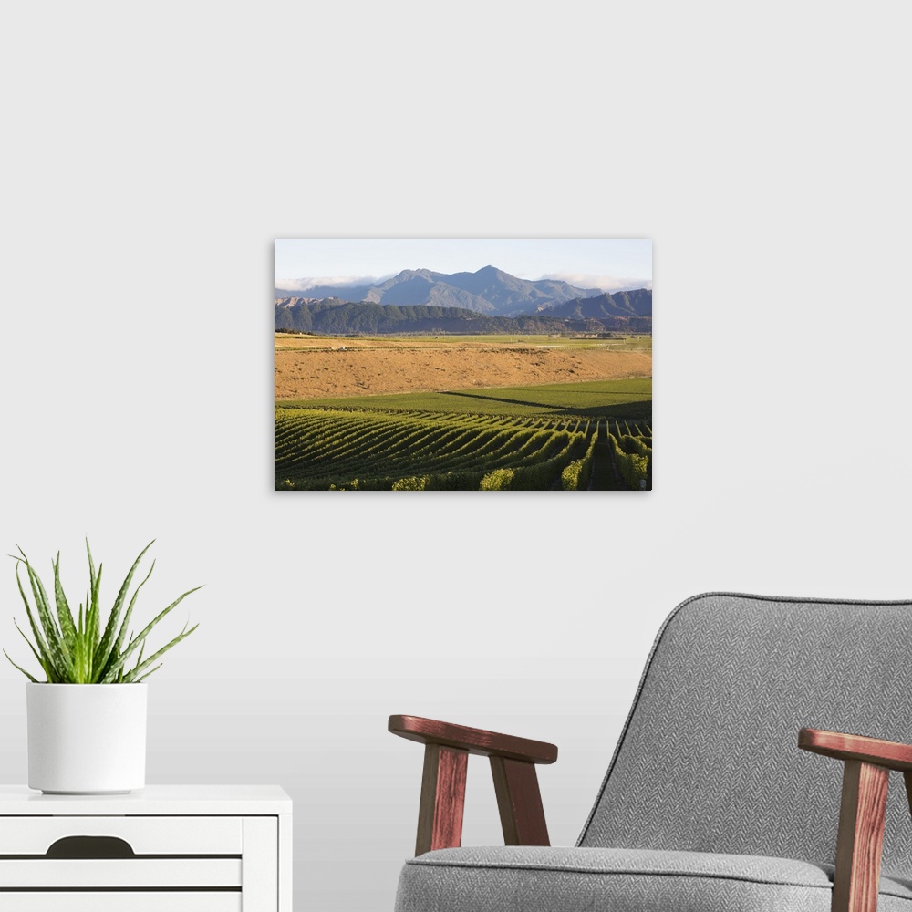 A modern room featuring View over typical vineyard in the Wairau Valley, early morning, Renwick, near Blenheim, Marlborou...
